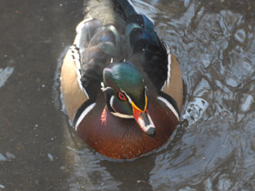 Смотреть фото Каролинка Фото Каролинка