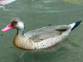 Фото Малый бразильский чирок