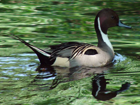 Смотреть фото Шилохвость Фото Шилохвость