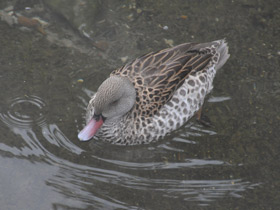 Фото Капский чирок