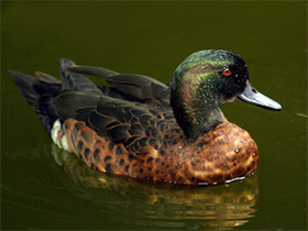 Фото Каштановый чирок