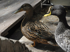 Смотреть фото Широконоска Фото Широконоска