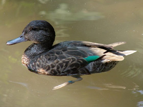 Фото Чирок-свистунок