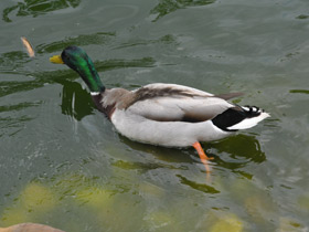 Фото Утиный стол