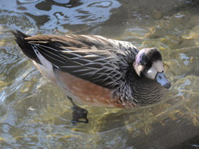 Смотреть фото Чилийская свиязь Фото Чилийская свиязь