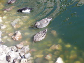 Фото Серая утка