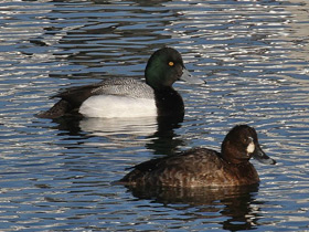 Фото Морская американская чернеть