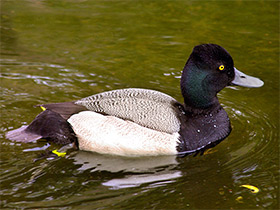 Фото Морская американская чернеть