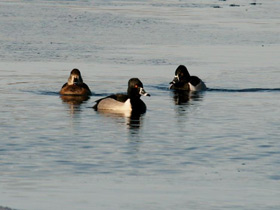 Фото Ошейниковая чернеть