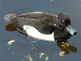 Фото Хохлатая чернеть