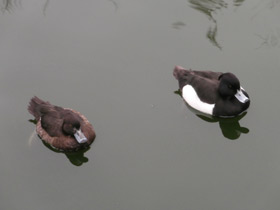 Фото Хохлатая чернеть