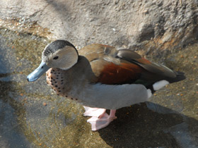 Смотреть фото Кольчатый чирок Фото Кольчатый чирок