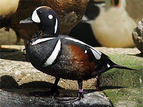 Смотреть фото Каменушка Фото Каменушка