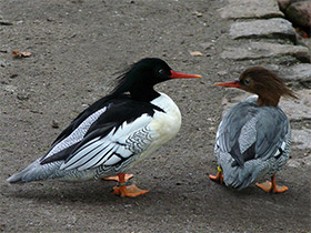 Смотреть фото Чешуйчатый крохаль Фото Чешуйчатый крохаль