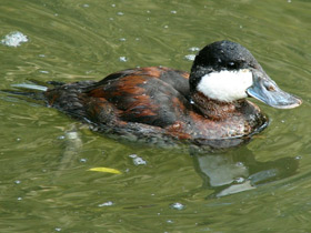 Американская савка Американская савка