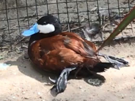 Фото Белоголовая савка