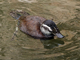 Фото Белоголовая савка