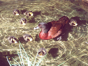 Фото Утка Хартлауба