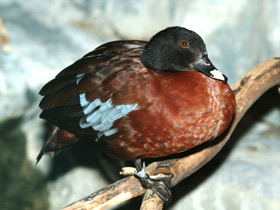 Фото Утка Хартлауба