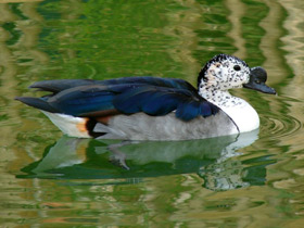 Фото Гребенчатая утка
