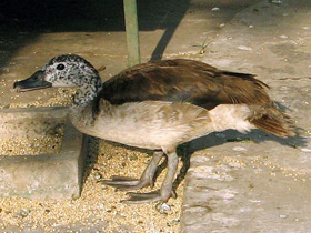 Фото Гребенчатая утка