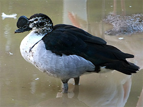 Фото Гребенчатая утка