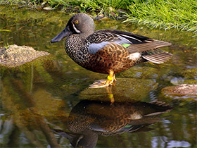Фото Австралийская широконоска