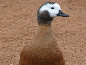 Смотреть фото Южно-африканский огарь Фото Южно-африканский огарь