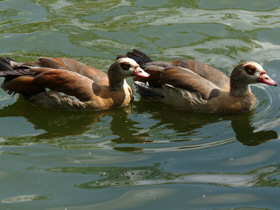Смотреть фото Нильский гусь Фото Нильский гусь