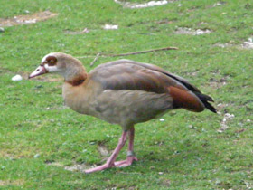 Смотреть фото Нильский гусь Фото Нильский гусь