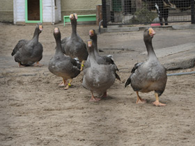 Фото Тульский бойцовый гусь