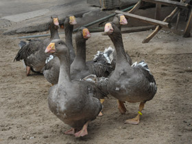 Фото Тульский бойцовый гусь