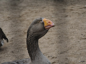 Фото Тульский бойцовый гусь