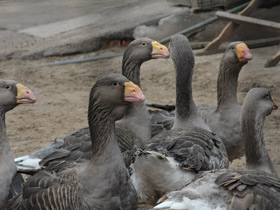 Фото Тульский бойцовый гусь