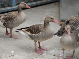 Фото Самые важные домашние животные