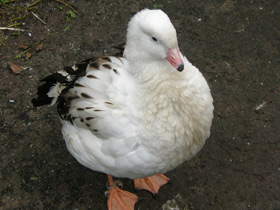 Смотреть фото Андский гусь Фото Андский гусь