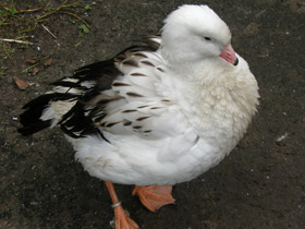 Смотреть фото Андский гусь Фото Андский гусь