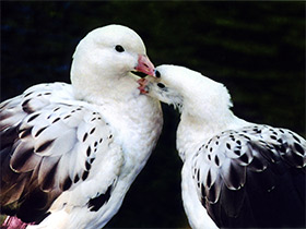 Смотреть фото Андский гусь Фото Андский гусь