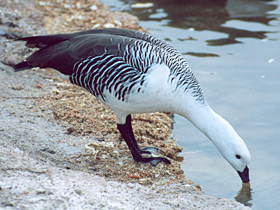 Фото Обыкновенный магелланов гусь