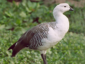 Фото Обыкновенный магелланов гусь