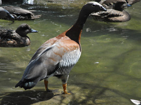 Смотреть фото Сероголовый маггеланов гусь Фото Сероголовый маггеланов гусь