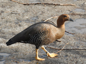Смотреть фото Красноголовый магелланов гусь Фото Красноголовый магелланов гусь
