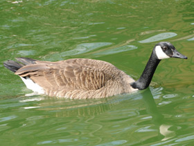 Смотреть фото Канадская казарка Фото Канадская казарка