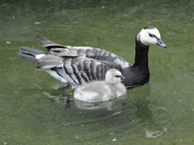 Смотреть фото Белощекая казарка Фото Белощекая казарка