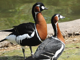 Смотреть фото Краснозобая казарка Фото Краснозобая казарка