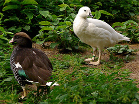 Фото Патагонская казарка