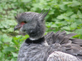 Смотреть фото Хохлатая паламедея Фото Хохлатая паламедея