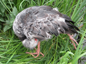 Смотреть фото Хохлатая паламедея Фото Хохлатая паламедея