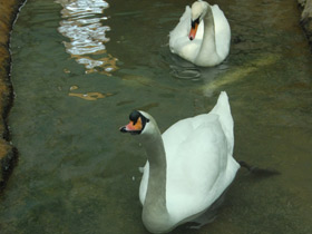 Смотреть фото Лебедь-шипун Фото Лебедь-шипун