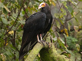 Смотреть фото Малая желтоголовая катарта Фото Малая желтоголовая катарта